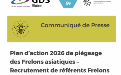 Frelons asiatiques